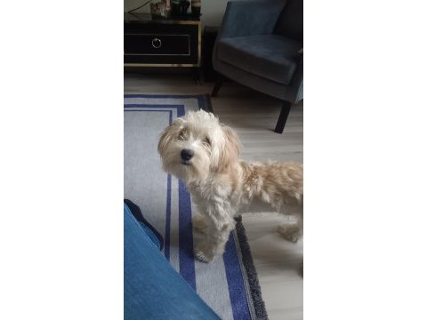 9 aylık maltipoo