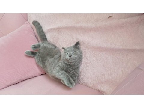 Yavru scottish fold