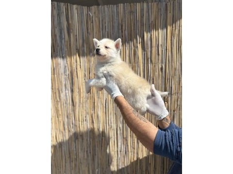 Mas mavi deniz gözlü husky yavrularım