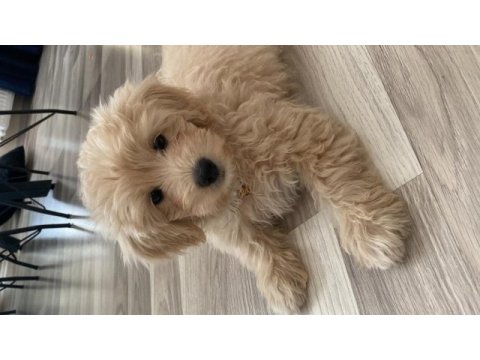 Maltipoo dişi