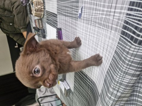 Şivava yavru köpeğimiz