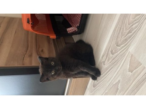 3 aylık erkek british
