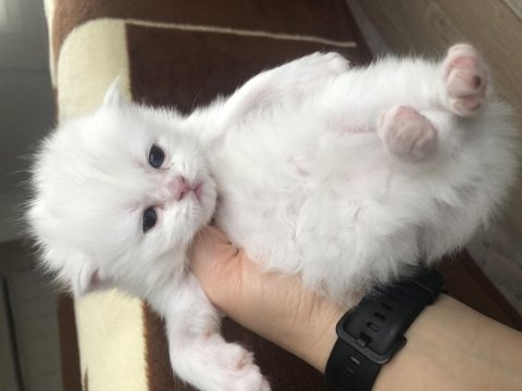 British longhair yavrular