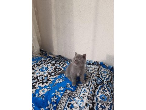 2 aylık british shorthair erkek yavru