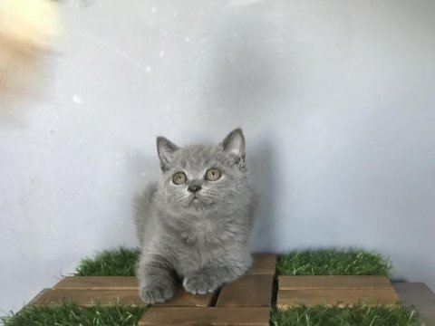 Dişi british shorthair kedimiz yeni ailesini arıyor