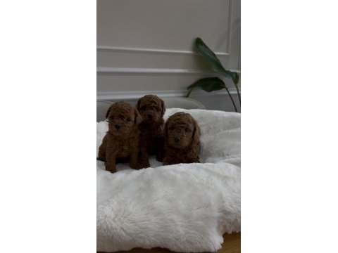 Kore kanı toy poodle yavrular