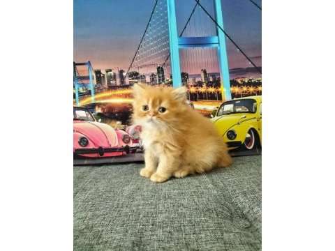 British longhair red erkek