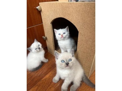 Yavru british longhair kedimiz