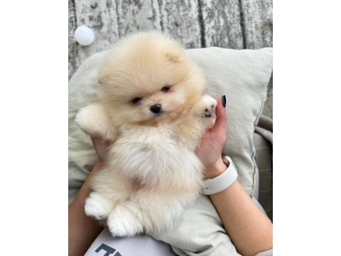Pomeranian yavrularımız beyaz orange mevcut