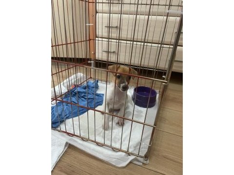 Jack russell 2,5 aylık