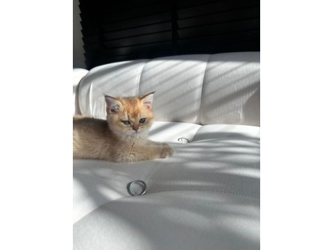 British longhair 3 aylık kediiz