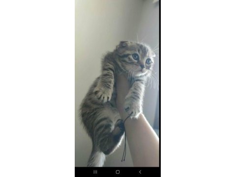 Yakışıklı scottish fold yavrum