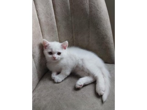 Bembeyaz kartopu kedilerimiz