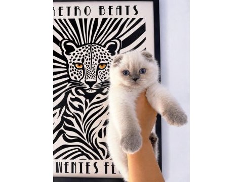 Safkan mükemmel kalite maviş gözlü kedilerim