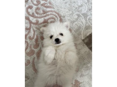 Teslime hazır pomeranian spitz yavrularımız