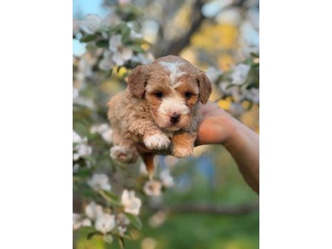 Mükemmel kalite maltipoo yavrular için geç kalmayın