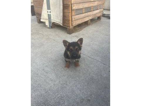 2 aylık safkan dişi alman çoban köpeği son yavru