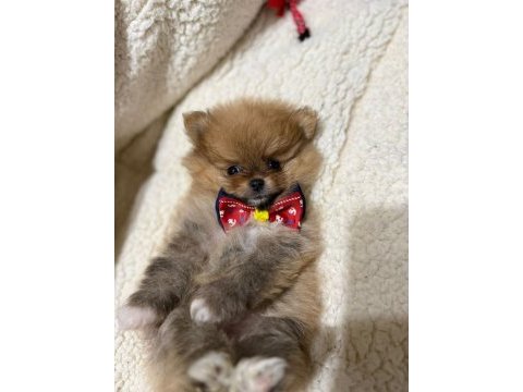 İyisi değil en iyisi 1 dişi ve 2 erkek teddy bear pomeranian