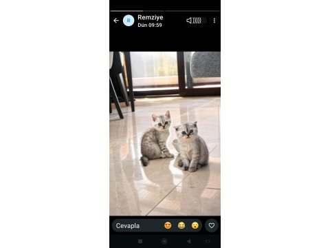 Holanda lop mini lop cuce tavşan yavrulari gonderim var