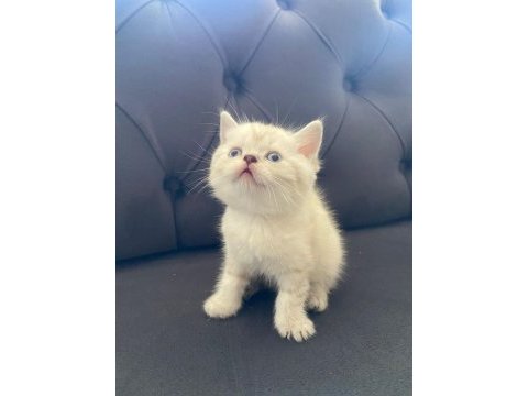 Yavru british shorthair