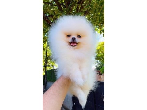 Pomeranian boo yavru