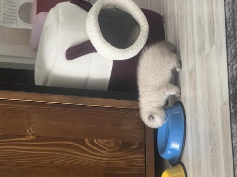 3 aylık scottish fold