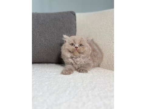 Irk ve sağlık garantili british longhair yavrularımız