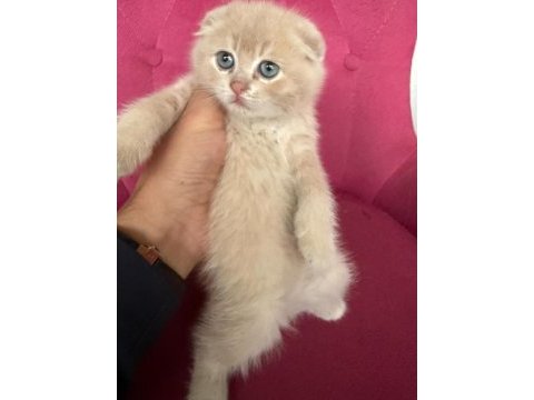 Scottish fold kardeşler