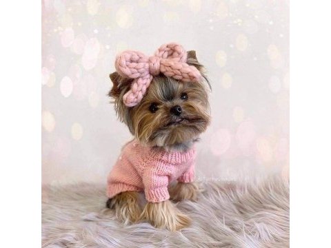 Yorkshire terrier yavrular mükemmel güzellik