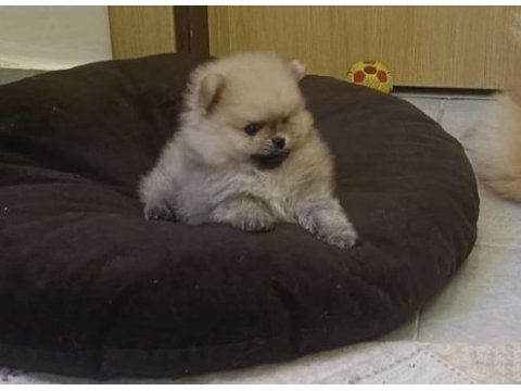 Pomeranian boo yavruları