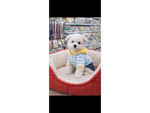 Maltese terrier erkek