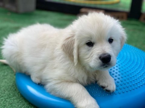 White golden retriever puppy erkek