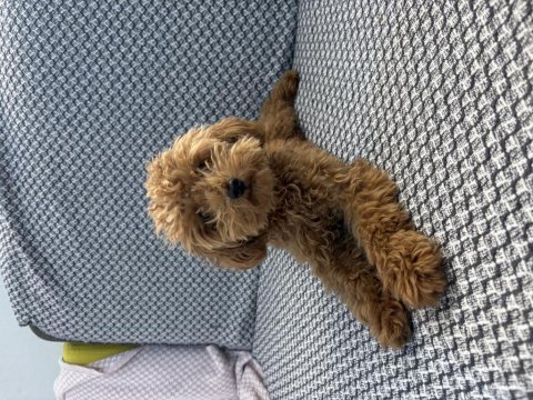 Tea cup ponçik poodle