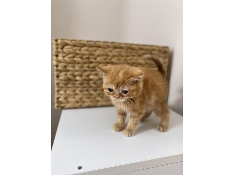 Şecereli exotic shorthair bebekler