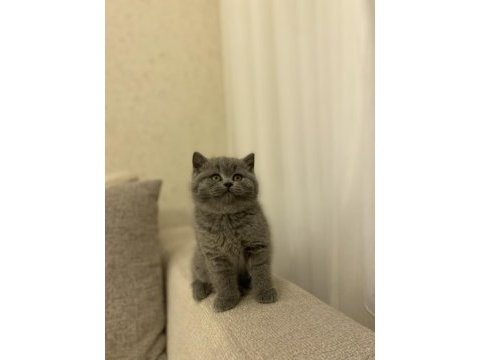 Teslime hazır brıtısh shorthair yavrukar 