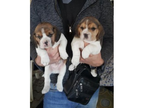 A klas beagle yavruları