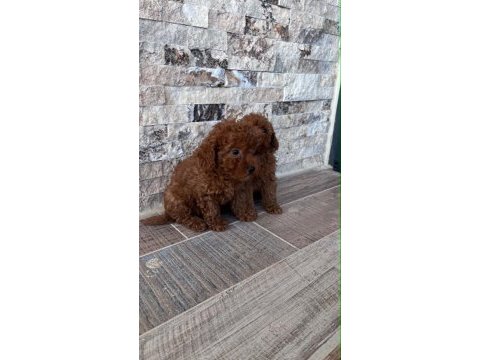 Irk ve sağlık garantili kısa bacak teacup poodle yavrular