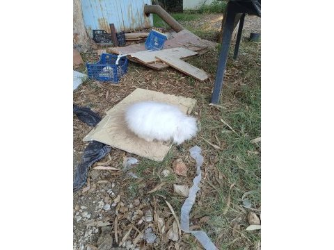 Hollanda teddy lop tavşanlar