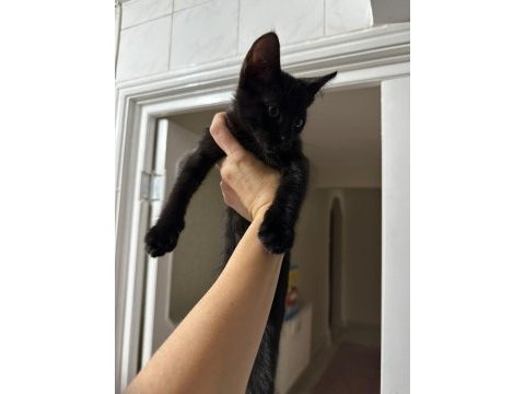 2 aylık kedimize yuva arıyoruz semt çapa
