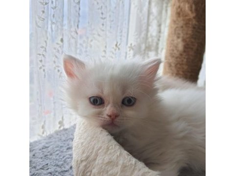 Hazır british longhair yavrular