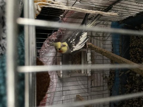 Sahiplendirilecek sultan erkek sultan papağanı
