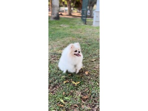 2 yaşında orjinal pomeranian boo