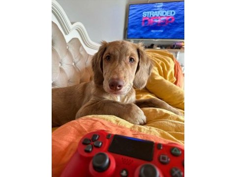 Acil yuva aranıyor golden retriever
