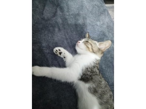 Ücretsiz sevimli ve oyuncu kedimiz