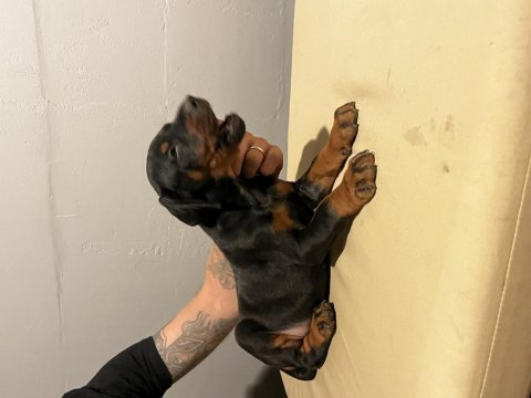 Fci secereli muhteşem kan hattı doberman