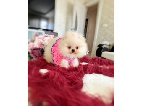 Mini boy pomeranian küçük prenses