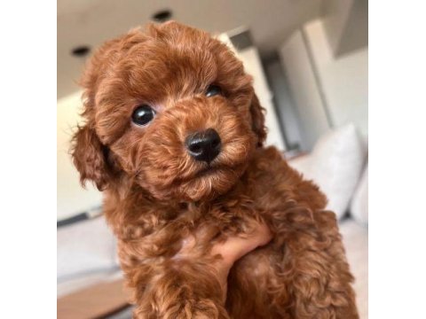 Maltipoo yavrumuz red brown