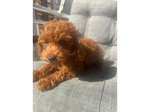 3 aylık erkek poodle