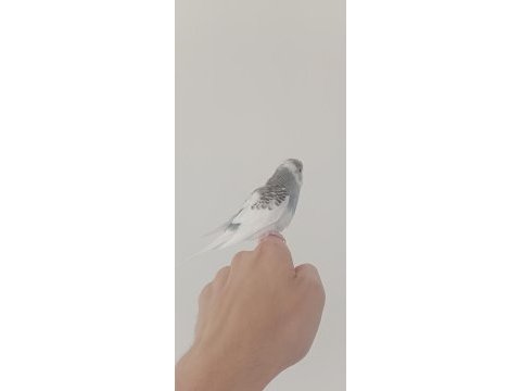 Yeme düşecek muhabbet kuşu