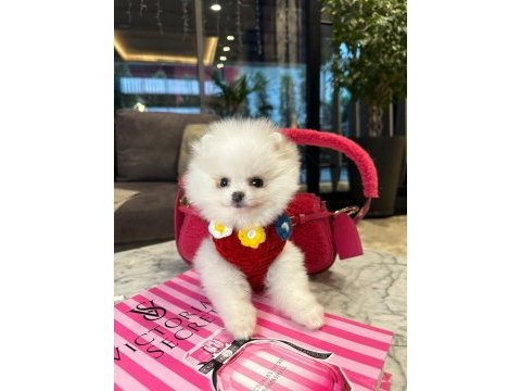 Tatlı yavru pomeranian köpeklerimizle tanışın
